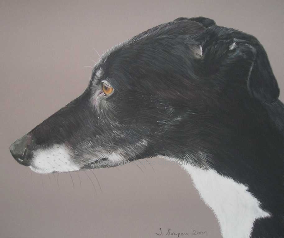 Lurcher portrait by Joanne Simpson